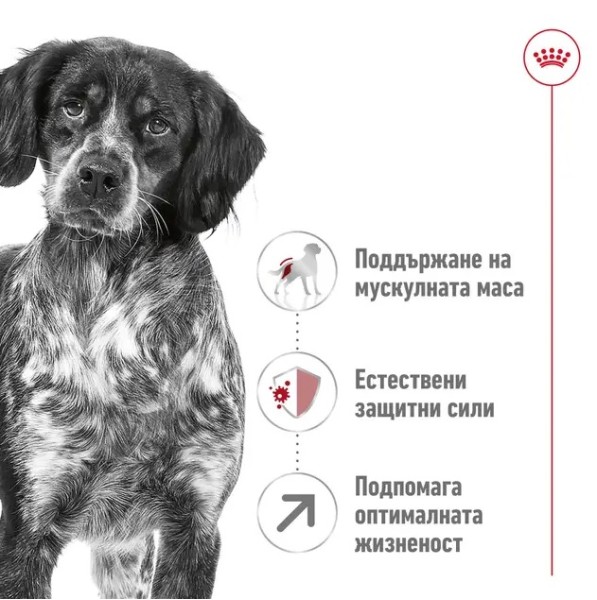 Royal Canin Dog Adult Medium 7+ - Пълноценна суха храна за кучета от средни породи над 7 години
